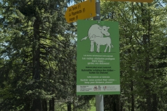 Panneau rappelant de prendre ses distances avec les troupeaux de vaches (31 mai 2019)