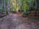 Montée dans la forêt (1er octobre 2017)