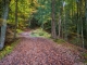 Montée dans la forêt (1er octobre 2017)