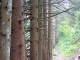 Arbres alignés curieusement (30 juillet 2005)