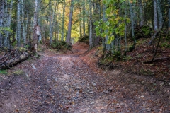 Montée dans la forêt (1er octobre 2017)