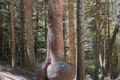 "Monument au XXe siècle" au Pré Vernet.  L'excroissance particulière observée sur cet épicéa  est observée chez les arbres ayant subi des agressions (telles que des piqures d'insectes ou la présence d'obstacles comme des pierres). (24 juin 2018)