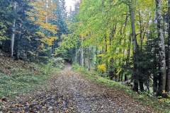 La progression se fait dans la forêt sur la première partie du parcours (16 octobre 2022)