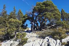 Arbre remarquable (16 octobre 2022)