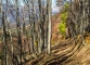 Dans la forêt (29 octobre 2016)