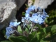 Myosotis des Alpes