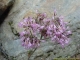 Adenostyles alliariae