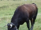 Vache d'Hérens