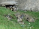 Marmottes