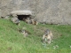 Marmottes