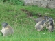 Famille marmotte