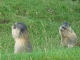 Marmottes