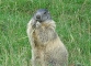 Marmotte