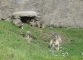 Marmottes