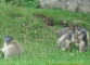 Famille marmotte
