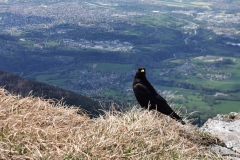 Chocard au sommet (9 mai 2021)