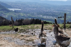 Oies au chalet Chappuis (9 mai 2021)