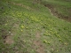 Jonquilles à Champ Laitier (12 mai 2019)