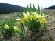 Jonquilles (2 mai 2006)