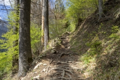 Montée dans la forêt (12 mai 2019)