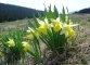 Jonquilles (2 mai 2006)