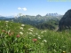 Fleurs de montagne devant les dents du Midi