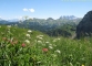 Fleurs de montagne devant les dents du Midi
