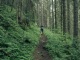 Le sentier continue dans la forêt (21 juillet 2019)