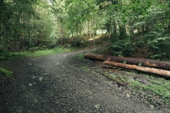 Le sentier débute dans la forêt (21 juillet 2019)