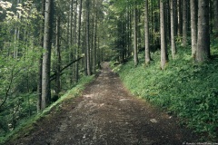 Le chemin progresse dans la forêt (21 juillet 2019)