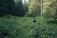 Petite clairière agréable avant Le Vélard (21 juillet 2019)