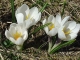 Crocus