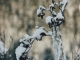 Fleurs de montagne recouvertes de neige (15 décembre 2018)