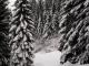 Le sentier continue entre les sapins (15 décembre 2018)