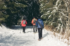 Le sentier continue dans la forêt de sapins (15 décembre 2018)