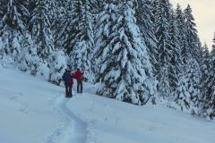 Le sentier continue entre les sapins (15 décembre 2018)