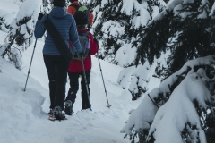 Le sentier continue entre les sapins (15 décembre 2018)