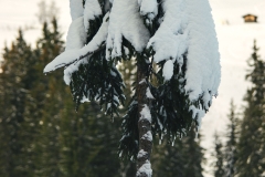 Petit sapin (15 décembre 2018)