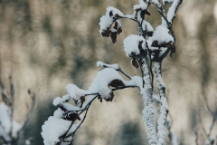 Fleurs de montagne recouvertes de neige (15 décembre 2018)