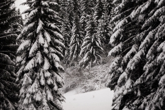 Le sentier continue entre les sapins (15 décembre 2018)