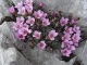Fleur (6 mai 2007)