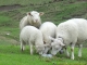 Moutons au Chalet Blanc (6 mai 2007)