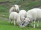 Moutons au Chalet Blanc (6 mai 2007)