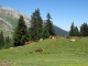 Vaches dans l'alpage d'Aufferand