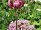 Lys Martagon