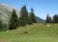 Vaches dans l'alpage d'Aufferand