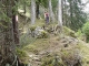 Sentier dans la forêt