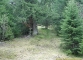 Entrée en forêt