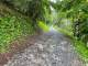 Chemin montant dans la forêt (30 juillet 2023)