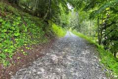 Chemin montant dans la forêt (30 juillet 2023)
